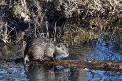 Nutria