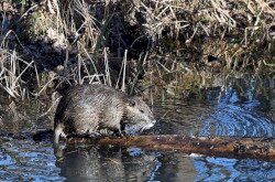 Nutria