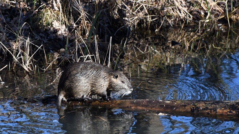 Nutria