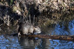 Nutria