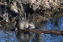 Nutria