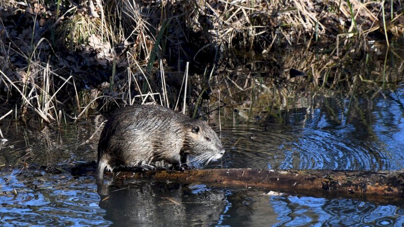 Nutria