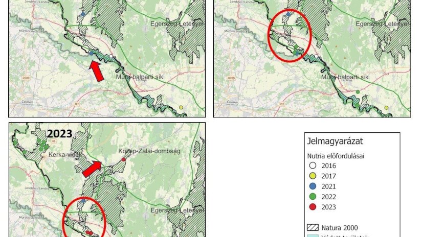 Nutria előfordulásai és terjedése - évenként