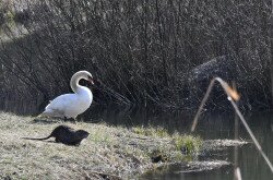 Nutria és bütykös hattyú