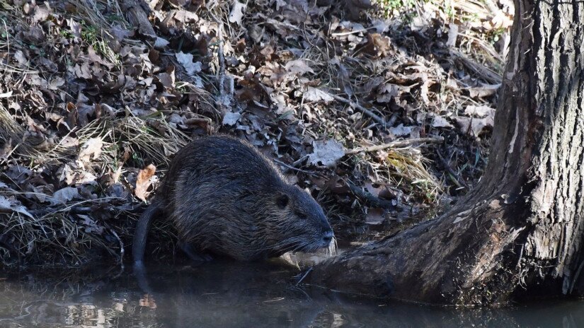 Nutria