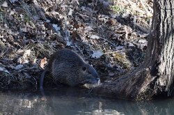 Nutria