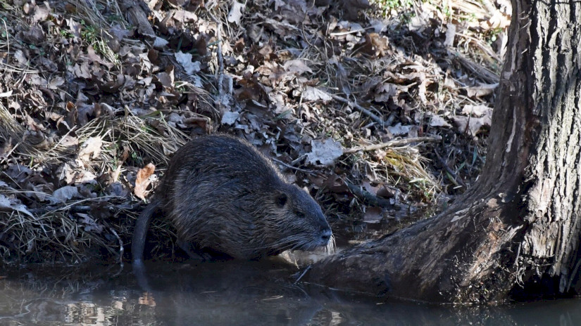 Nutria