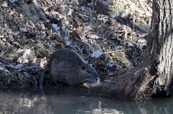 Nutria