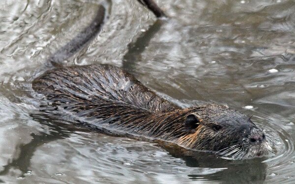 Eredményes védekezés a nutria terjedése ellen Zala vármegyében