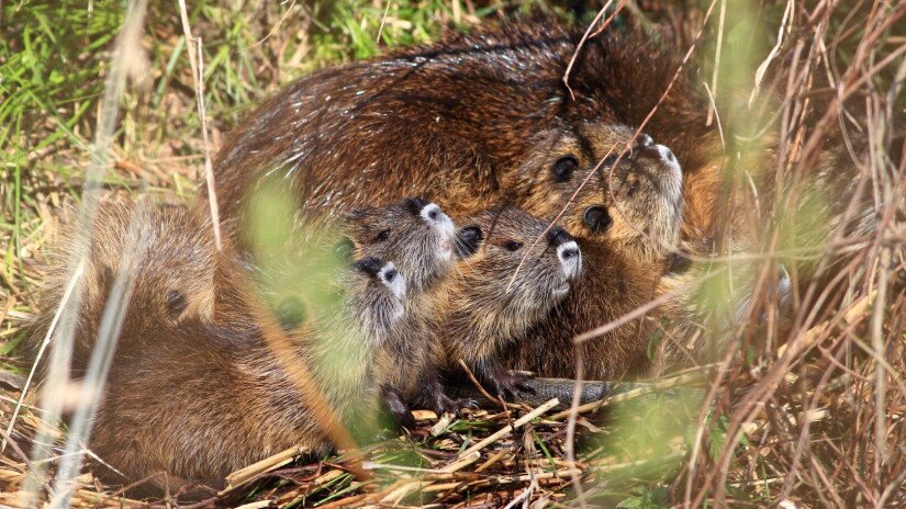 Nutria kölykeivel