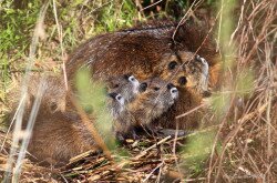 Nutria kölykeivel