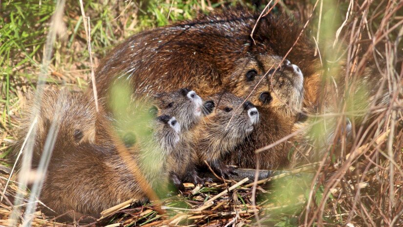Nutria kölykeivel