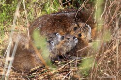 Nutria kölykeivel