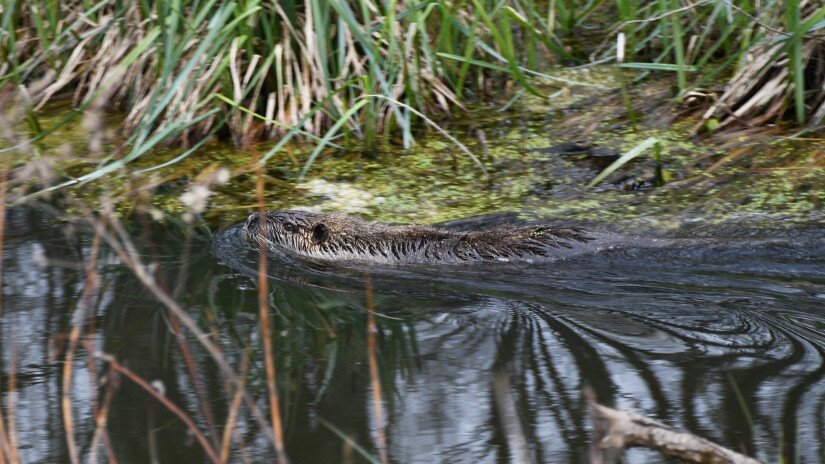 Nutria úszik