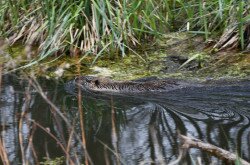 Nutria úszik