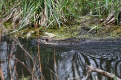Nutria úszik