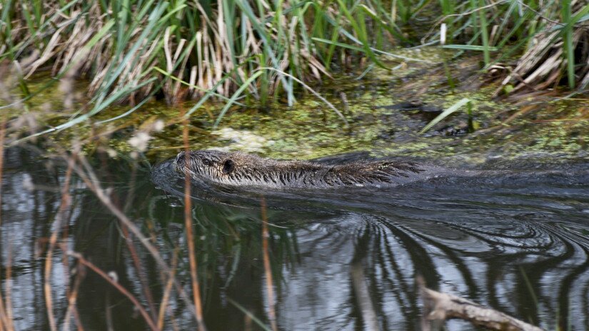 Nutria úszik