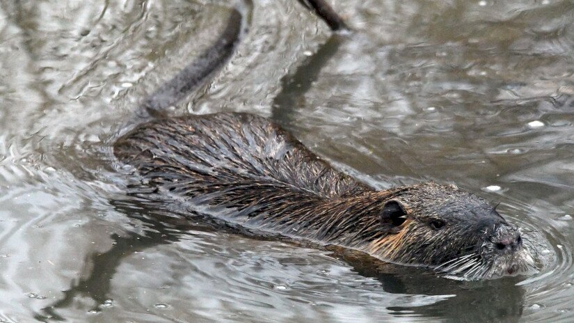 Nutria úszik