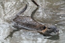 Nutria úszik