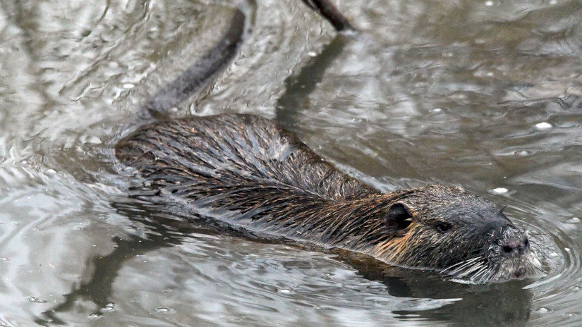 Nutria úszik