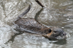 Nutria úszik