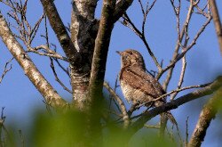 Nyaktekercs (Jynx torquilla)