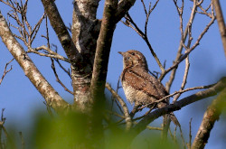 Nyaktekercs (Jynx torquilla)