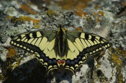 Old World swallowtail (Papilio machaon)