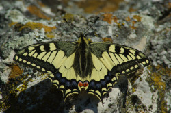Old World swallowtail (Papilio machaon)
