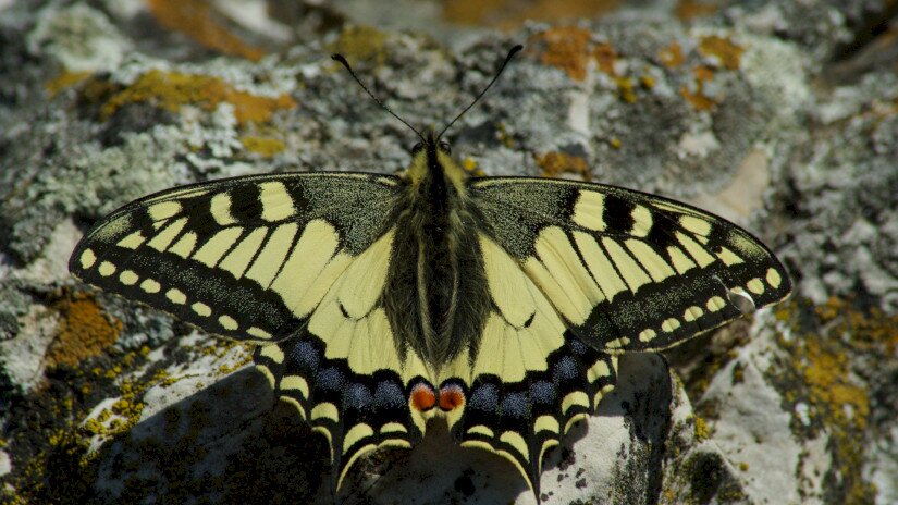 Old World swallowtail (Papilio machaon)