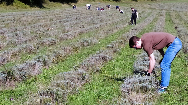 Önkéntesek jártak a Tihanyi-félszigeten