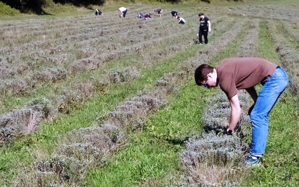 Önkéntesek jártak a Tihanyi-félszigeten