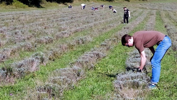 Önkéntesek jártak a Tihanyi-félszigeten