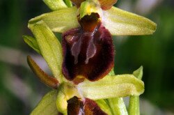 Ophrys sphegodes