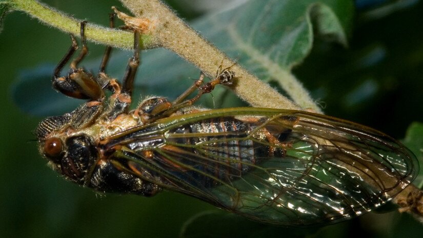 Óriás énekeskabóca - Tibicina haematodes