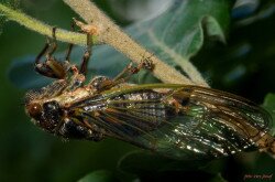 Óriás énekeskabóca - Tibicina haematodes