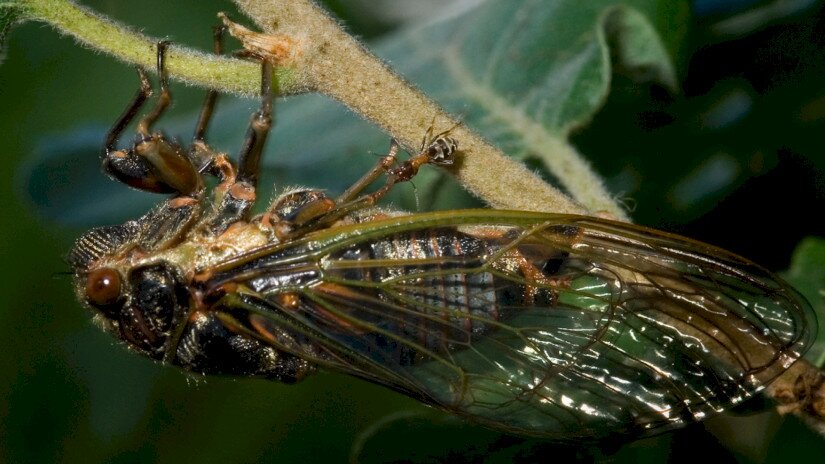 Óriás énekeskabóca - Tibicina haematodes