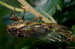 Óriás énekeskabóca - Tibicina haematodes