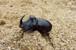 Orrszarvúbogár (Oryctes nasicornis)