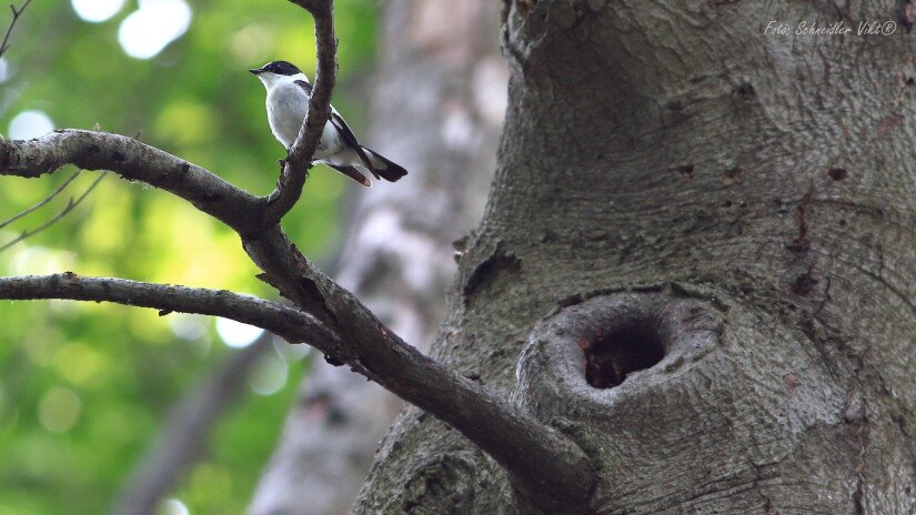 Örvös légykapó (Ficedula albicollis)