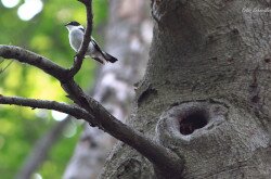 Örvös légykapó (Ficedula albicollis)
