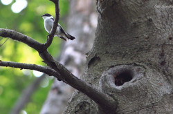 Örvös légykapó (Ficedula albicollis)