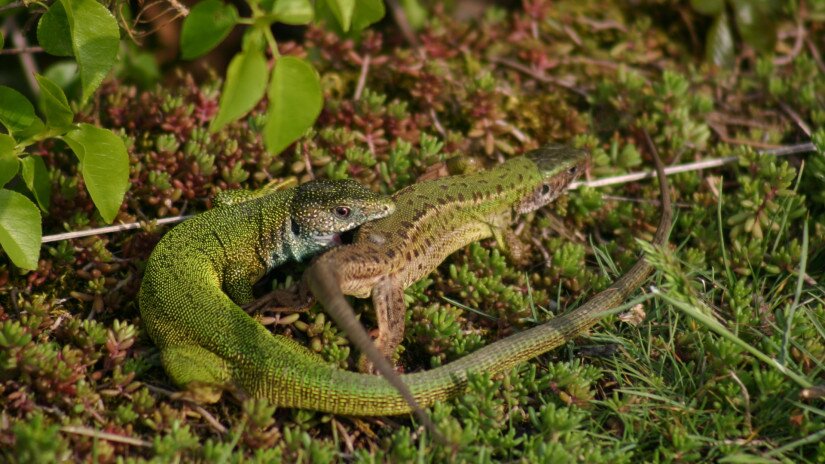 Östliche Smaragdeidechsen (Lacerta viridis)