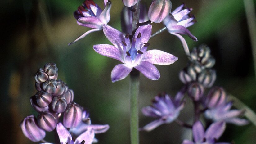 őszi csillagvirág (Scilla autumnalis)