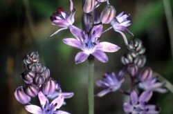 őszi csillagvirág (Scilla autumnalis)