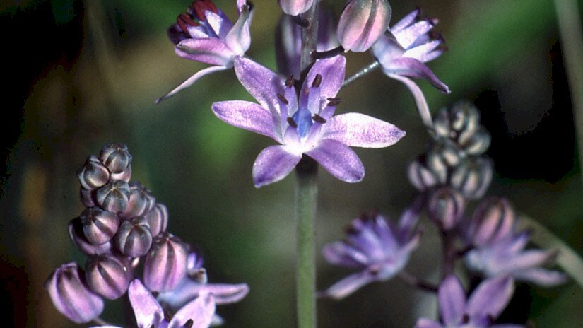 őszi csillagvirág (Scilla autumnalis)