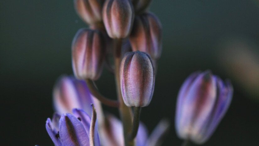 Őszi csillagvirág (Scilla autumnalis)