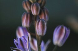 Őszi csillagvirág (Scilla autumnalis)