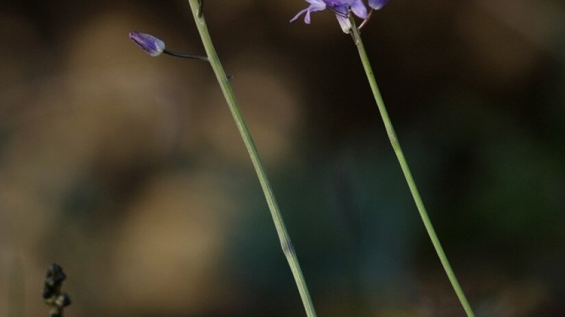 Őszi csillagvirág (Scilla autumnalis)