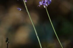 Őszi csillagvirág (Scilla autumnalis)